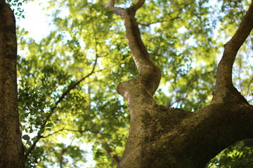 tree in spring