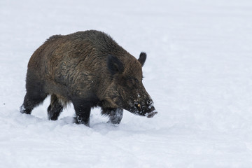 wild boar in winter
