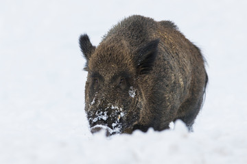 wild boar in winter