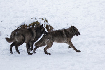 Obraz premium Wolf pack in winter
