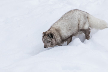 Obraz premium Arctic fox (Vulpes lagopus) in winter