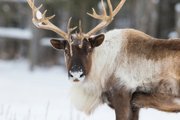 Caribou des bois boréal en hiver (Rangifer tarandus caribou)