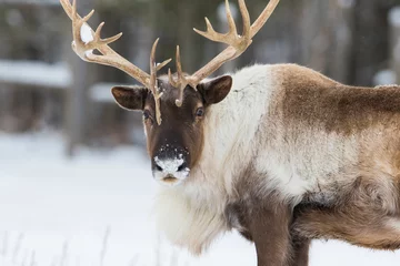 Door stickers Reindeer Boreal woodland caribou in winter (Rangifer tarandus caribou)