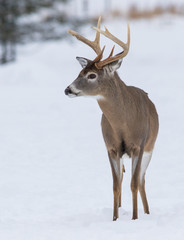 Naklejka na ściany i meble Deer Portrait, white-tailed deer (Odocoileus virginianus) male in winter