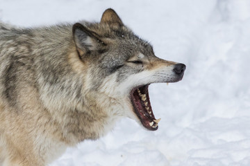Wolf portrait. Northwestern wolf (Canis lupus occidentalis), also known as the Mackenzie Valley wolf, Rocky Mountain wolf, Alaskan timber wolf or Canadian timber wolf