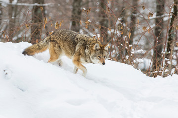 Big male coyote (Canis latrans) in winter