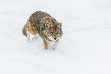 Big male coyote (Canis latrans) in winter