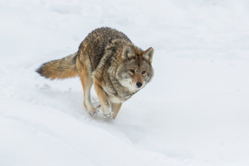 Big male coyote (Canis latrans) in winter