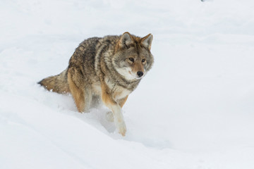 Big male coyote (Canis latrans) in winter