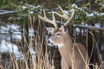 Deer Portrait, white-tailed deer (Odocoileus virginianus) male in winter