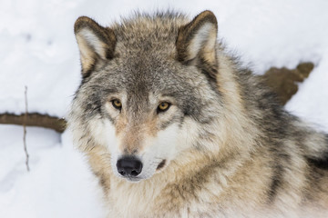 Wolf portrait. Northwestern wolf (Canis lupus occidentalis), also known as the Mackenzie Valley wolf, Rocky Mountain wolf, Alaskan timber wolf or Canadian timber wolf