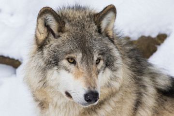 Fototapeta premium Wolf portrait. Northwestern wolf (Canis lupus occidentalis), also known as the Mackenzie Valley wolf, Rocky Mountain wolf, Alaskan timber wolf or Canadian timber wolf