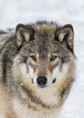 Naklejka premium Wolf portrait. Northwestern wolf (Canis lupus occidentalis), also known as the Mackenzie Valley wolf, Rocky Mountain wolf, Alaskan timber wolf or Canadian timber wolf