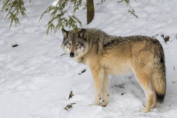 Wolf portrait. Northwestern wolf (Canis lupus occidentalis), also known as the Mackenzie Valley wolf, Rocky Mountain wolf, Alaskan timber wolf or Canadian timber wolf