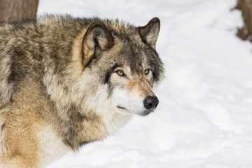 Wolf portrait. Northwestern wolf (Canis lupus occidentalis), also known as the Mackenzie Valley wolf, Rocky Mountain wolf, Alaskan timber wolf or Canadian timber wolf