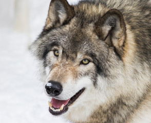 Naklejka na ściany i meble Wolf portrait. Northwestern wolf (Canis lupus occidentalis), also known as the Mackenzie Valley wolf, Rocky Mountain wolf, Alaskan timber wolf or Canadian timber wolf