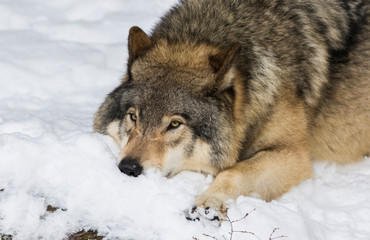 Wolf portrait. Northwestern wolf (Canis lupus occidentalis), also known as the Mackenzie Valley wolf, Rocky Mountain wolf, Alaskan timber wolf or Canadian timber wolf