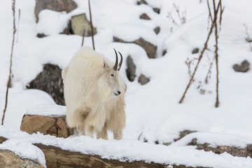 The mountain goat (Oreamnos americanus), also known as the Rocky Mountain goat