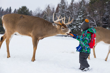 Cute boy feeding deer
