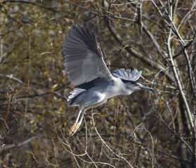 A night heron (Nycticorax nycticorax) in flight from the trees on a small island in Watsonville Slough, near Watsonville, California