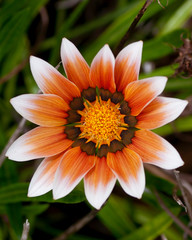 Flowers and Blossoms From Around the Globe