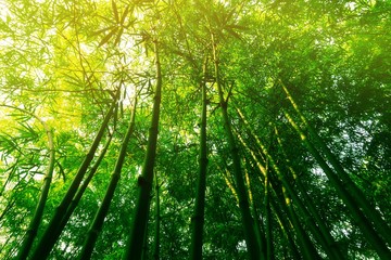 Fototapeta na wymiar bamboo with sun ray of light