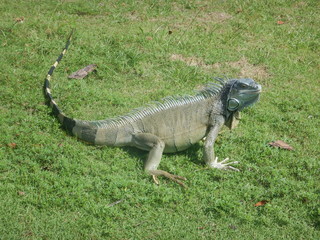 Sunbathing Iguana