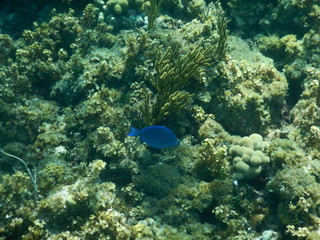 Bright Blue Fish in Coral Reef