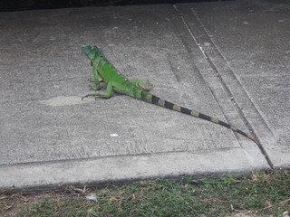 Small Green Iguana on Sidewalk