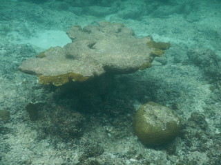 Fototapeta na wymiar Coral Shelf