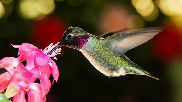 4k motion timelapse footage with zooming and panning of a hummingbird visiting pink flower with dew drops