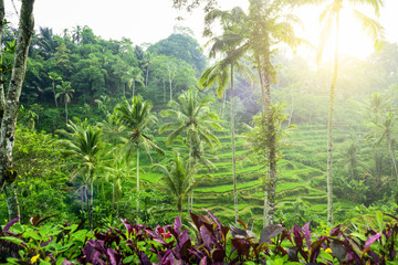 (Selective focus) Stunning view of the Tegalalang rice terrace fields during sunrise. Tegalalang rice fields are a series of rice paddies located in Ubud, Bali, Indonesia.