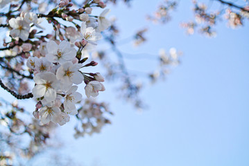 春の桜