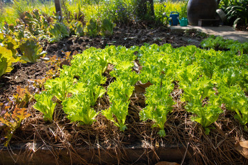 Growing vegetables organic by planting using the soil in a rural area far from pollution in the city is reducing the use of chemicals in planting which will be good for consumers.
