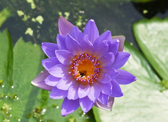 otus flower blooming in summer pond with green leaves as background