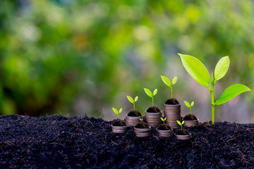 Savings growth concept,plant sprouting from the ground with green  background.