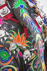 Close up of a painted elephant back for Holi Elephant Festival in Jaipur, Rajasthan, India