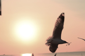 Segull Flying in the Sky