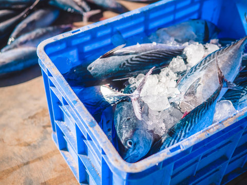 Fish Tuna In Ice In A Box