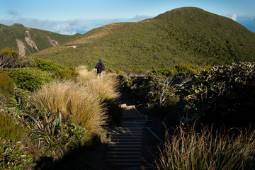 Hiking Pouakai Circuit in Egmont National Park with golden tussocks along the way