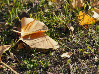  A photo showing the autumn ginkgo
