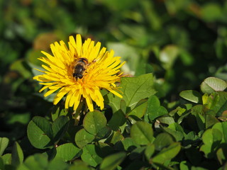  A photo of a bee and a dandelion