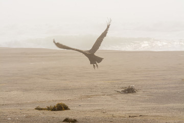Fototapeta na wymiar Vulture flying taking off from carcass beach fog .