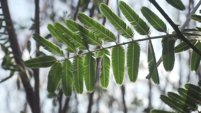 Mimosa pudica Linn. aka sensitive plant, sleepy plant, Dormilones, touch-me-not, or shy plant