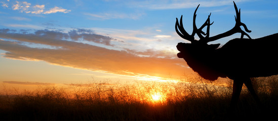 A large bull elk bugling against a sunset