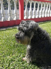 profile hairy schnauzer watching the horizon