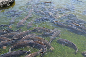 池で泳ぐ鯉