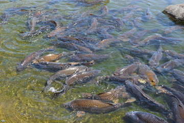 池で泳ぐ鯉