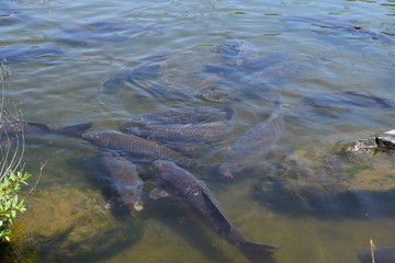 池で泳ぐ鯉