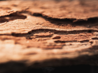 Wood surface texture
